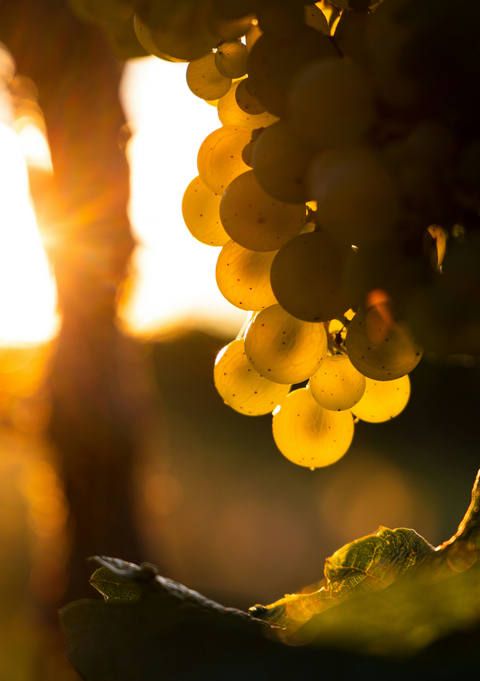 Six Rising Star Wine Grapes You Need to Know