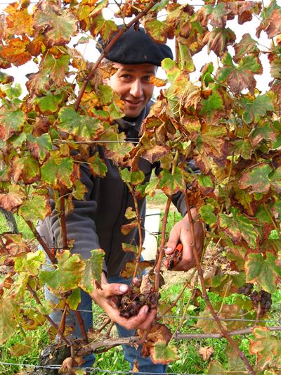 One of the Bastion de Camerac family prunes a vine of red grapes, which may be the Carmenere grapes they grow.