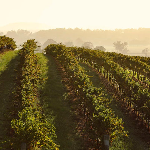 A look at the Briar Ridge vineyard in Hunter Valley with rows of vines within a hazy morning setting