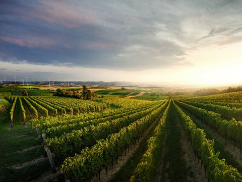 The Carnuntum region in the morning sun, showing the rolling hills and rows of vines in this quality wine region