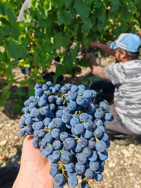 Clos Troteligotte