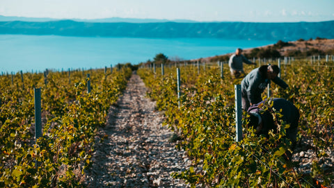 Jako Vino