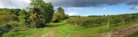 The Entre-deux-mers region in Bordeaux with rows of green vines