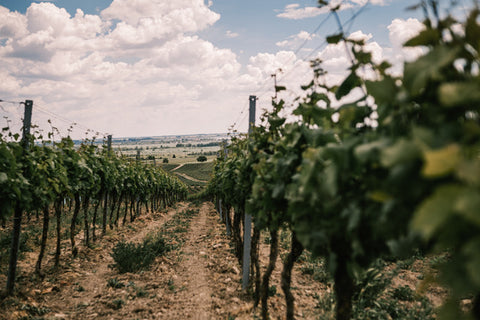 The Koppitsch's vineyard, with rows of vines that are carefully nurtured by hand.