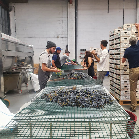 Hand sorting of black grapes at Renegades Urban Winery in East London. 