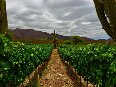 The vineyards in Cafayate show the wild west like terrain and mountains in the background that help preserve the acidity in Cafayate wines. 