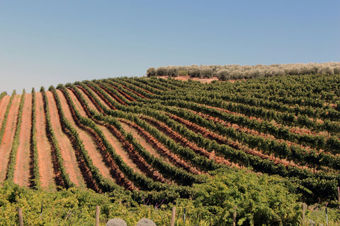 The Sabreseno vineyards on a hill, basked in Mediterranean sun.