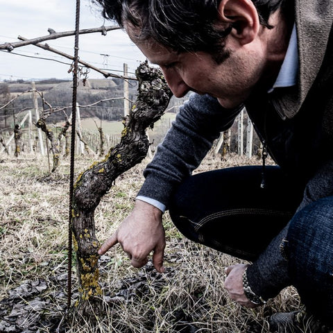Vineyard management in Pedemontis winery