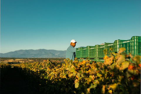 Grapes being picked by hand at the Alpha Estate, Macedonia, with hills in the background giving a clue as to the fresh wines produced. 
