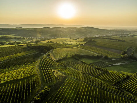 The Wagram region on a hazy sunny morning showing the beautiful vineyards of this quality Austrian wine region